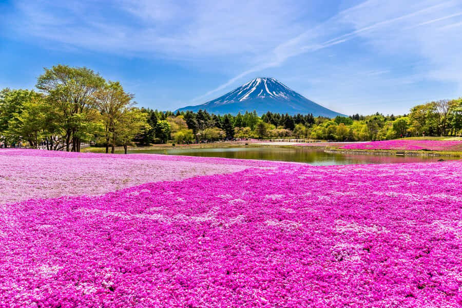 Tokyo: Mt. Fuji Photo Spots, Pink Moss & Cherry Blossom Tour - Transportation and Group Experience