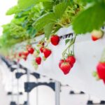 Tokyo: Mt. Fuji Yeti Ski, Hot Spring & Fruit Picking Tour - Practical considerations