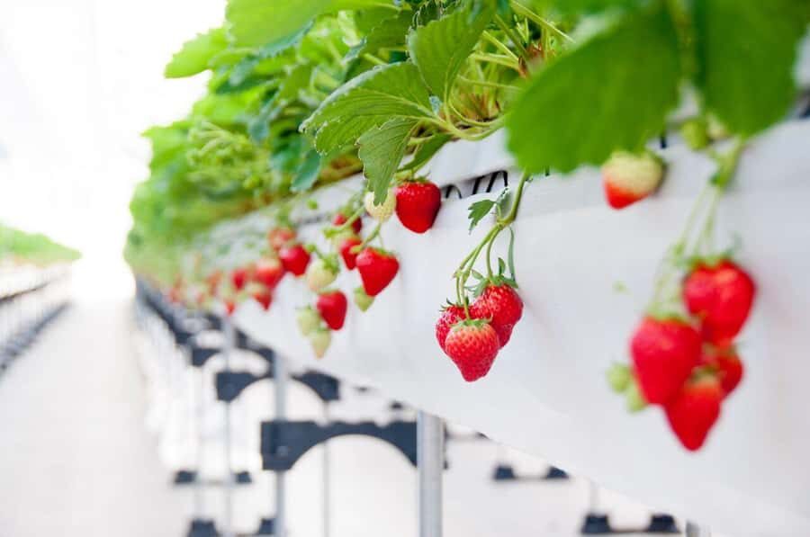 Tokyo: Mt. Fuji Yeti Ski, Hot Spring & Fruit Picking Tour - Practical considerations