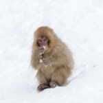 Tokyo/Nagano: Hakuba Valley & Togakushi Shrine 2-Day Tour - Transportation, Group Size, and Practical Details