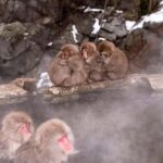 Tokyo: Nagano Snow Monkey and Zenkoji Temple Private Tour - Who Would Love This Tour?