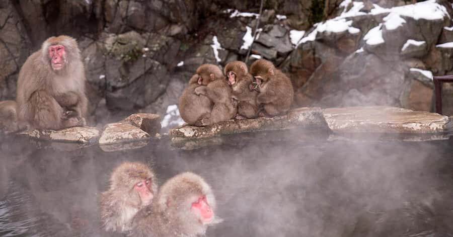 Tokyo: Nagano Snow Monkey and Zenkoji Temple Private Tour - Who Would Love This Tour?