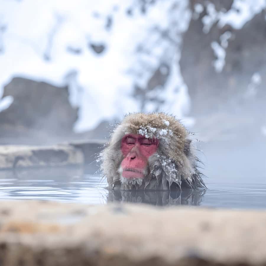 Tokyo Nagano: Snow Monkey & Zenkoji Temple Private Tour - Transport, Timing, and Personalization