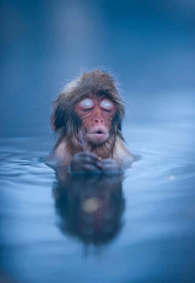 Tokyo: Nagano Snow Monkeys and Zenko-ji Temple Day Trip - What Makes This Tour Stand Out?