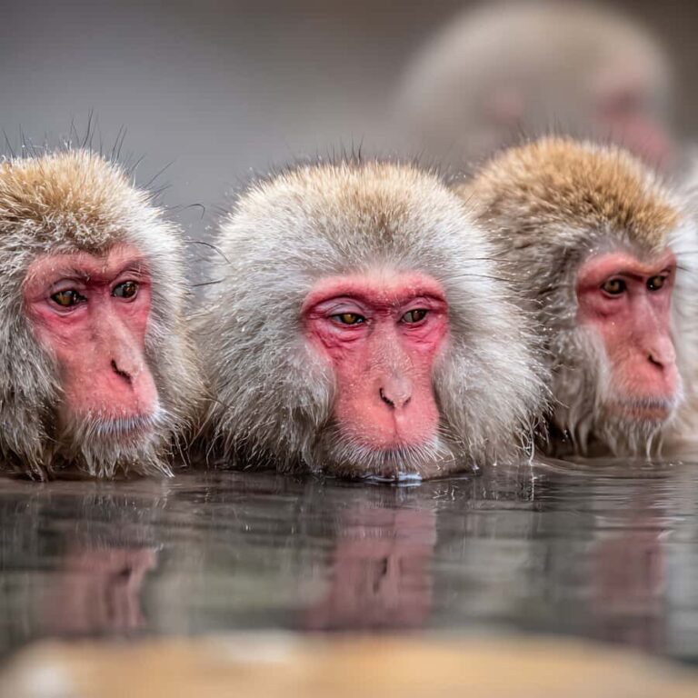 Tokyo / Nagano: Snow Monkeys Private Tour Hotel Pick & Drop - Transportation & Logistics