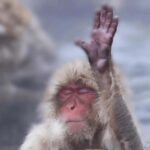 Tokyo & Nagano: Zenkoji Temple & Snow Moneky Private Tour - An In-Depth Look at the Private Nagano & Tokyo Tour