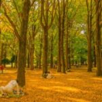 Tokyo Nature Walk: From City Parks to Neon Streets - Detailed Breakdown of the Tour