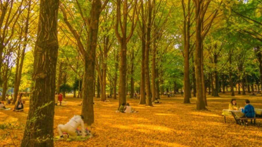 Tokyo Nature Walk: From City Parks to Neon Streets - Detailed Breakdown of the Tour