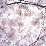 Tokyo: Photography Masterclass - Private Photo Lesson - Exploring Tokyo with a Camera: What to Expect