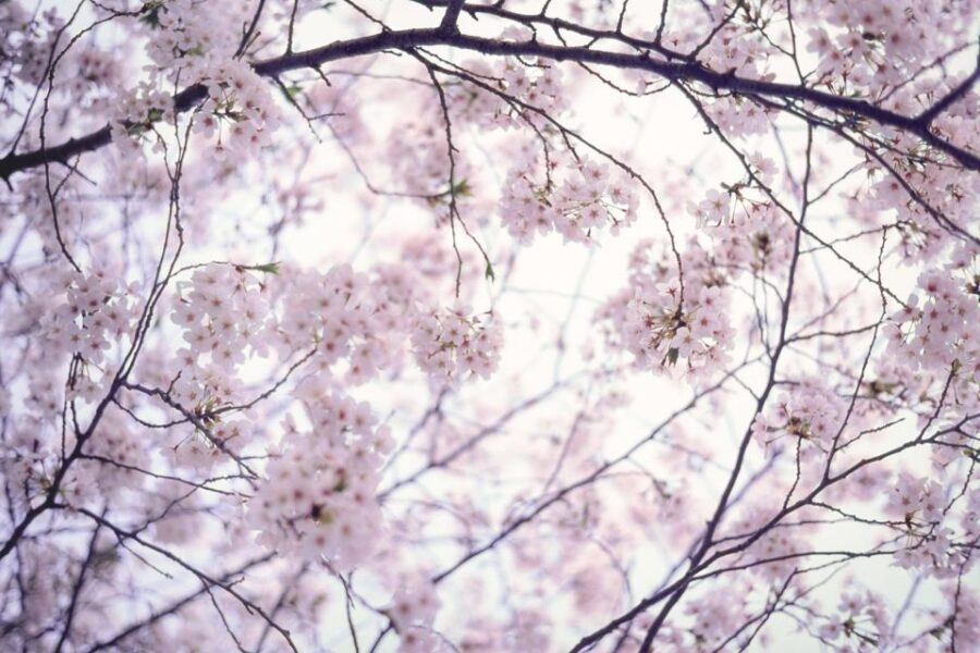 Tokyo: Photography Masterclass - Private Photo Lesson - Exploring Tokyo with a Camera: What to Expect