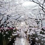 Tokyo Private Cherry Blossom Tour  Picnic Included - Why This Tour Works Well