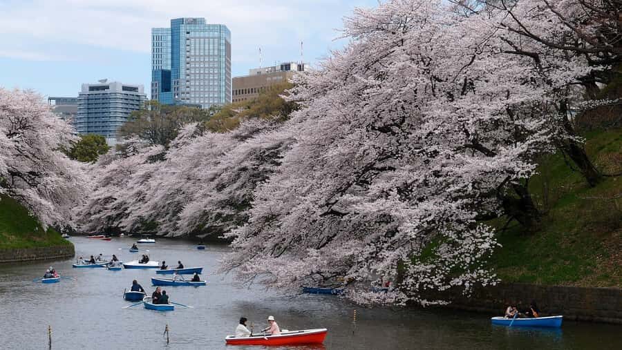 Tokyo Private Cherry Blossom Tour Picnic Included - How the Tour Comes to Life