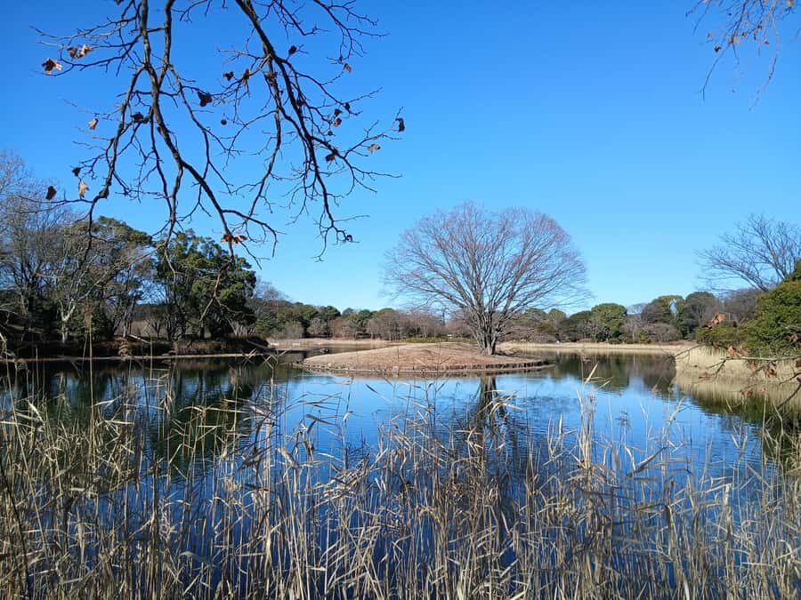 Tokyo: Private Family Park Tour with Couple Alone Time - Why This Tour is Worth Considering