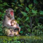 Tokyo: Private Nagano Zenko-ji & Snow Monkeys Day Trip - Exploring Zenko-ji Temple: A Spiritual and Cultural Landmark