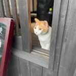 Tokyo: Private tour of Beckoning Cat Painting at Yanaka - Practical Tips for Making the Most of the Tour