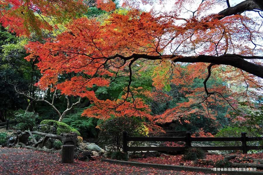 Tokyo: Shinjuku Gyoen Autumn Leaves Stroll (Entry Included) - Who Will Love This Tour?