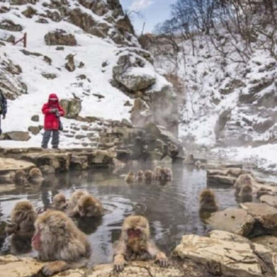 Tokyo: Snow Monkey Park and Zenkoji Temple Private Day Tour - The Journey: Comfort and Convenience
