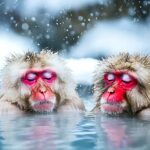 Tokyo: Snow Monkey Park & Nagano Highlights Private Tour - Final Thoughts