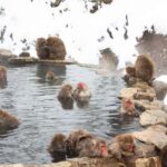 Tokyo: Snow Monkey Park & Nagano Highlights Private Trip - Who Should Consider This Tour?