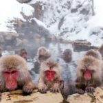 Tokyo: Snow Monkey Park Private Customize Tour English Guide - What You Can Expect from the Tour