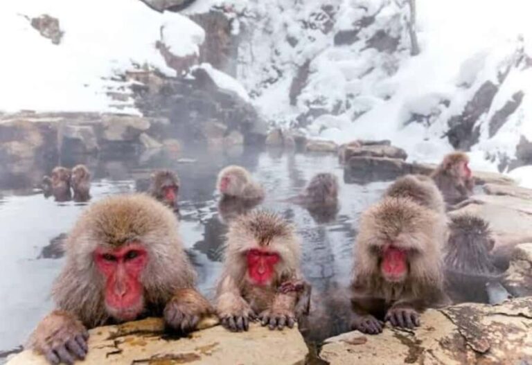 Tokyo: Snow Monkey Park Private Customize Tour English Guide - What You Can Expect from the Tour