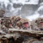 Tokyo: Snow Monkey Park Private Tour Customizable Day Trip - Deep Dive into the Experience