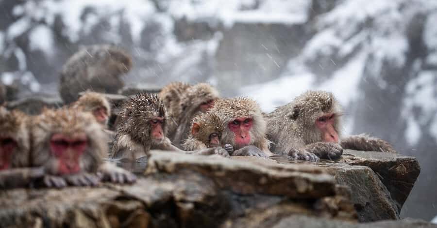 Tokyo: Snow Monkey Park Private Tour Customizable Day Trip - Deep Dive into the Experience
