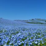 Tokyo to Hitachi Seaside Park Private Day Trip by Car - Detailed Itinerary Breakdown
