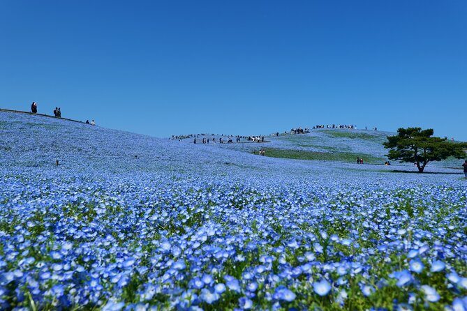 Tokyo to Hitachi Seaside Park Private Day Trip by Car - Detailed Itinerary Breakdown