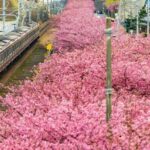 Tokyo to Izu: Kawazu Sakura Day Trip with Train & Pickup - Who Is This Tour Best Suited For?