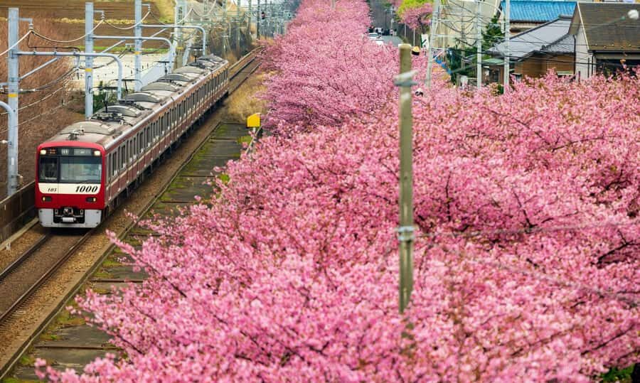 Tokyo to Izu: Kawazu Sakura Day Trip with Train & Pickup - Who Is This Tour Best Suited For?