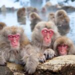 Tokyo To Nagano Day Tour: Snow Monkey Park & Zenko-ji Temple - An In-Depth Look at the Tour Experience