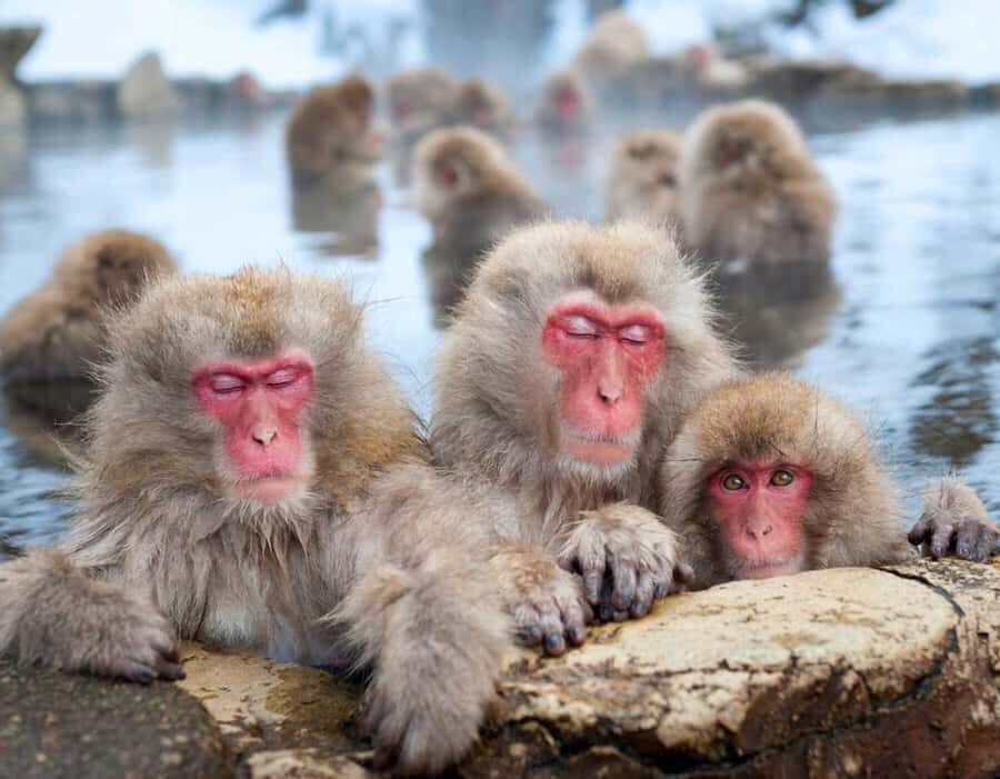 Tokyo To Nagano Day Tour: Snow Monkey Park & Zenko-ji Temple - An In-Depth Look at the Tour Experience