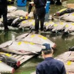 Tokyo: Toyosu Tuna Auction &Tsukiji Market Gourmet Adventure - Practical Details and Tips