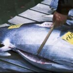 Tokyo: Toyosu Tuna Auction & Tsukiji Market Gourmet Tour - Practicalities & Tips