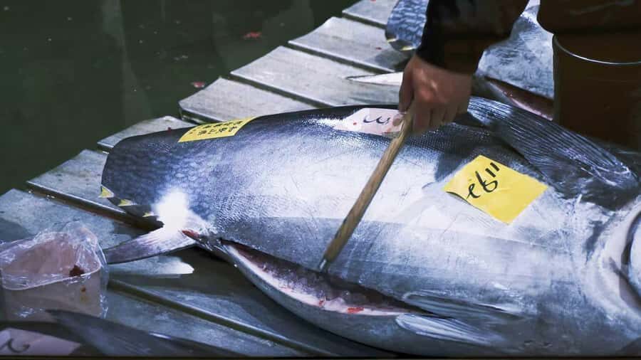 Tokyo: Toyosu Tuna Auction & Tsukiji Market Gourmet Tour - Practicalities & Tips