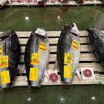 Tokyo Toyosu Tuna Auction w Dealer + Sushi (Standard to VIP) - Breakfast Options: Savoring the Morning Catch