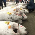 Tokyo: Tsukiji Fish Market Foodie and Educational Tour - What’s Included and What’s Not