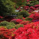 Tokyo: Yanaka and Ueno, the Tokyo of Tradition - The Experience: What to Expect on the Tour