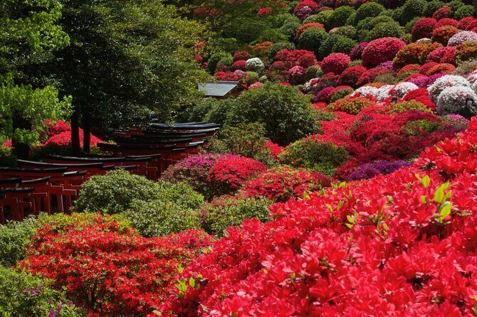 Tokyo: Yanaka and Ueno, the Tokyo of Tradition - The Experience: What to Expect on the Tour