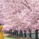 Tokyo:Izu Penisula Train Mt Omuro, Capybara Sightseeing Trip - The Details That Matter