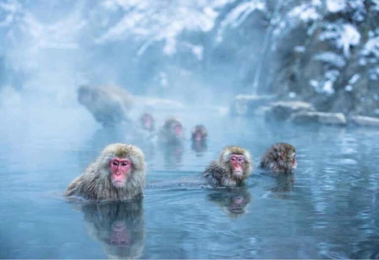 Tokyo:Snow Monkey Park Private Customized Tour English Guide - Practicalities and Value