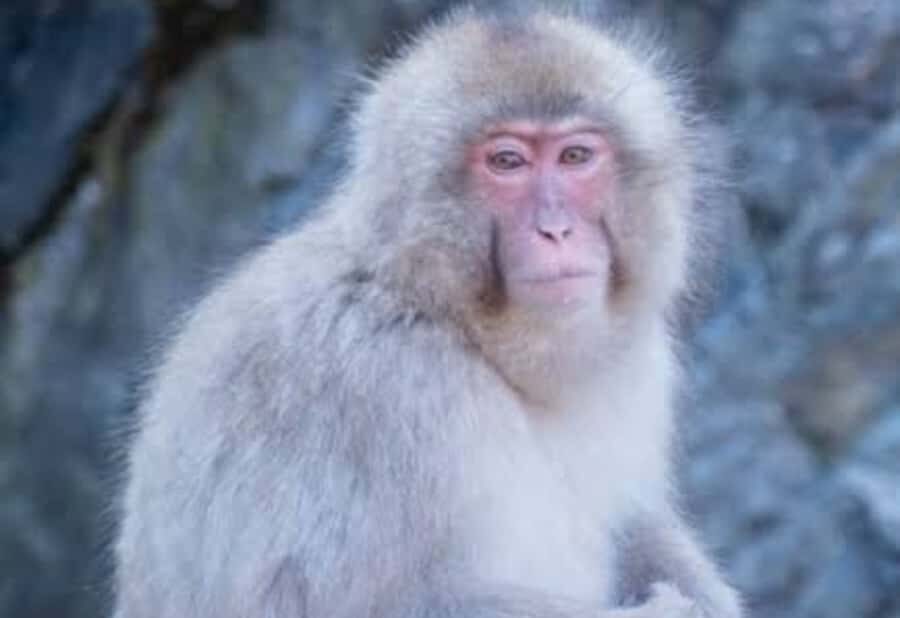 Tokyo:Snow Monkey Private Customized Tour With English guide - Why Choose This Tour?