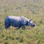 Tour of Pobitora Wildlife Sanctuary from Guwahati with Safari, Lunch and Guide - Who Will Love This Tour?