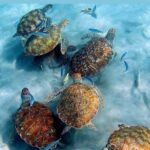 Tour to the best beaches; snorkel with fish and turtles - Who Will Love This Tour?