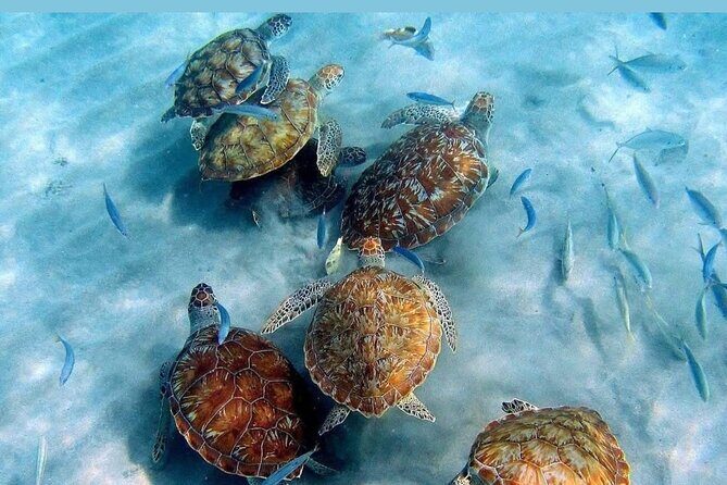 Tour to the best beaches; snorkel with fish and turtles - Who Will Love This Tour?