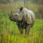 Tower Night Stay & Excursing through Chitwan National Park - Daily Breakdown of the Itinerary