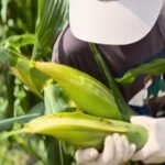 Toyota Green Life Experience Seasonal Farm with Farmers in Inabu - Authentic Insights from Reviewers