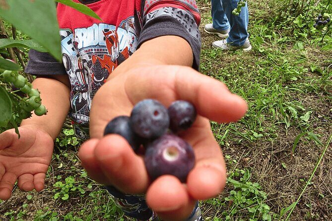 Toyota Green Life Experience Seasonal Farm with Farmers in Inabu - The Itinerary in Detail