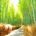 Traversing Kyoto's Scenic West - Arashiyama to Kinkakuji - The Value of This Tour